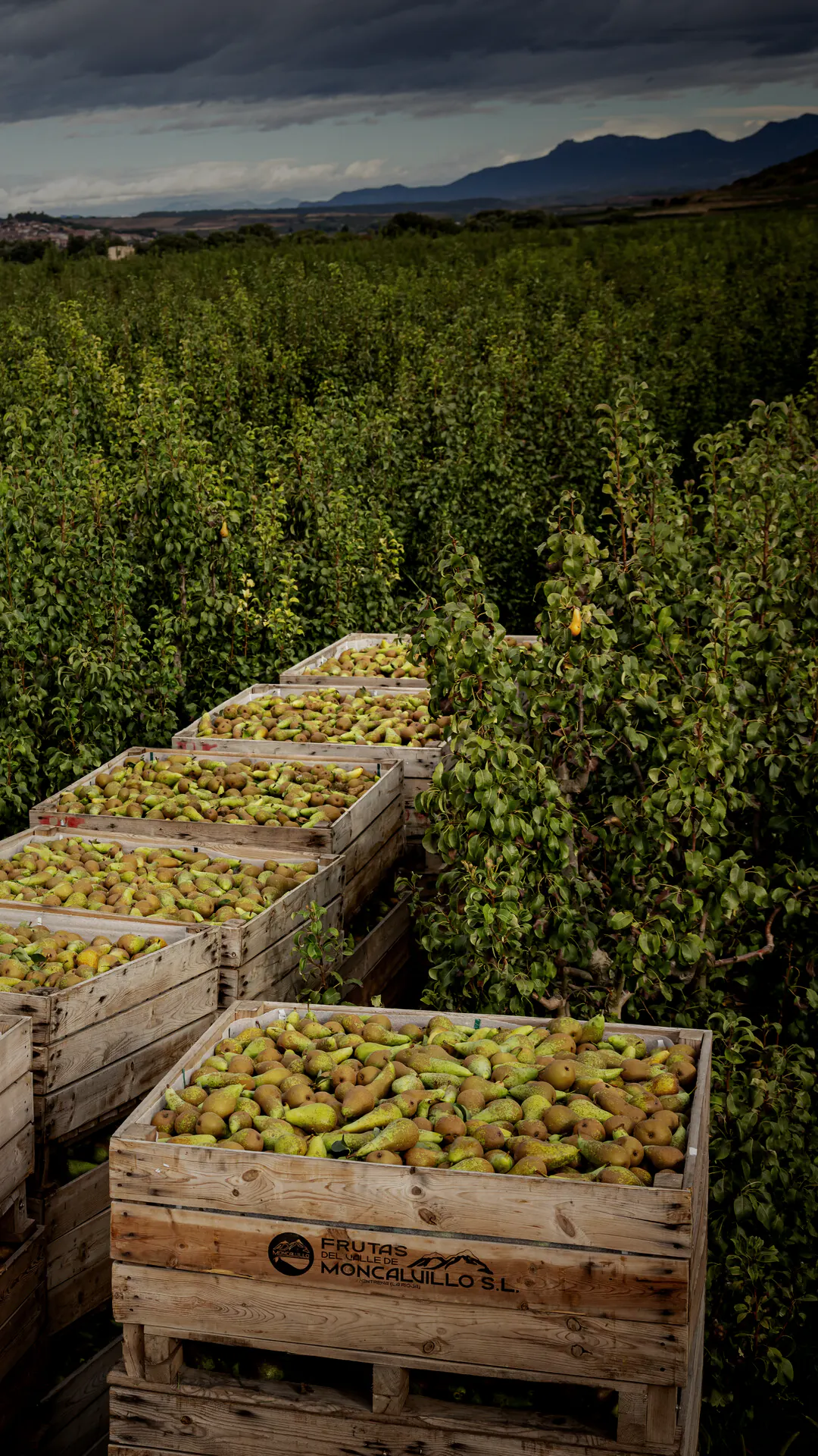 Palots de Frutas del Valle de Moncalvillo llenos de peras entre los perales, con el valle y la sierra al fondo