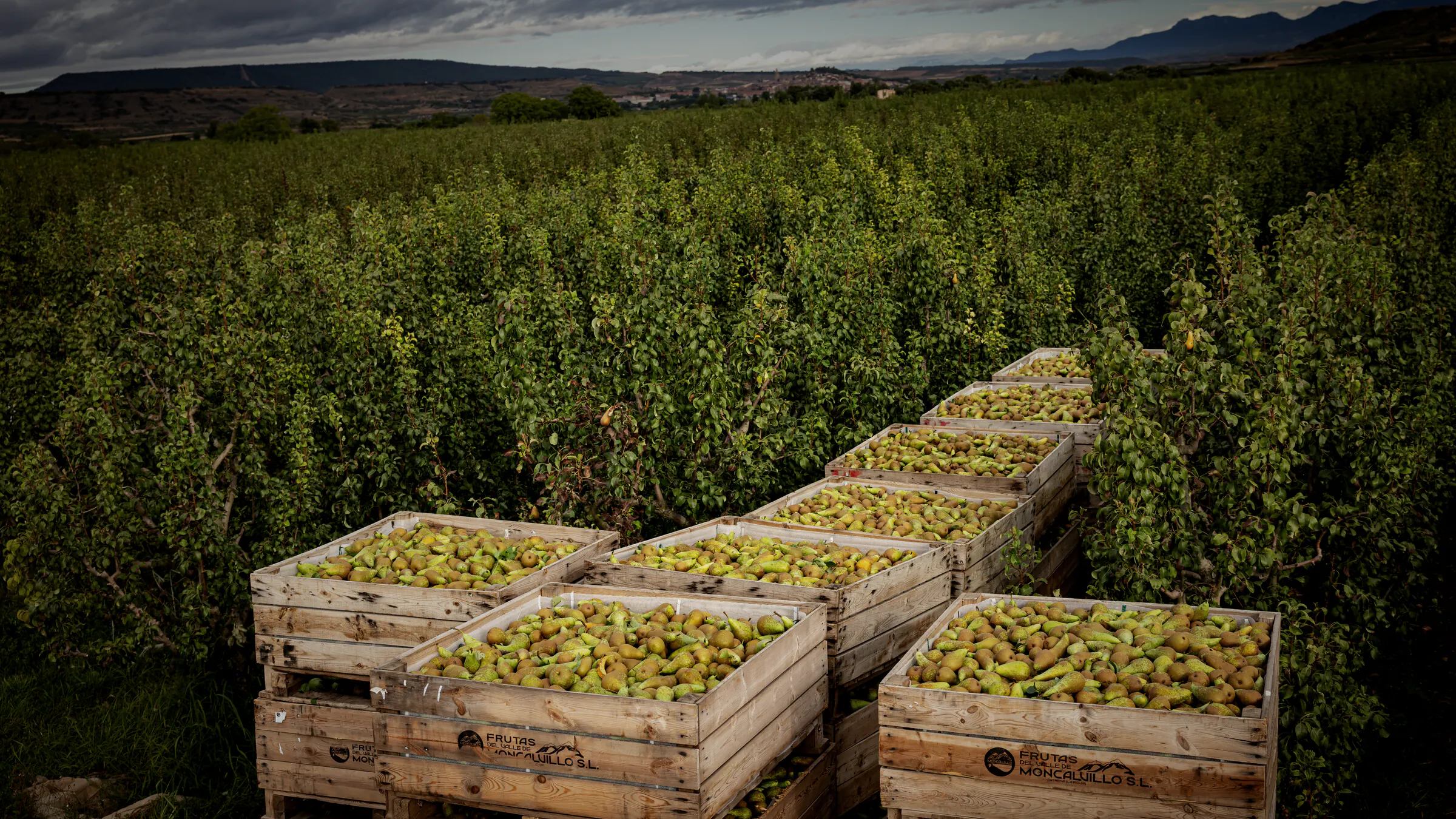 Palots de Frutas del Valle de Moncalvillo llenos de peras entre los perales, con el valle y la sierra al fondo